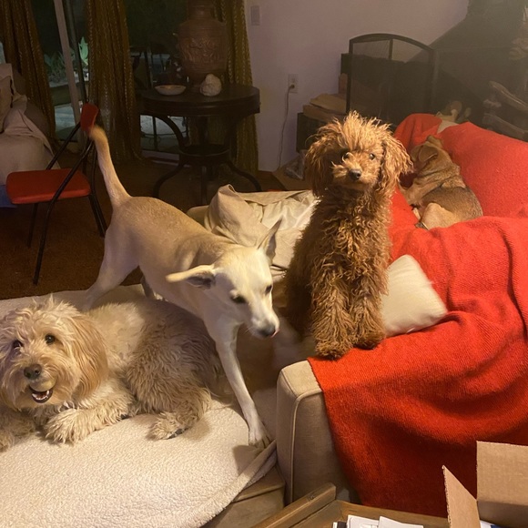 Meet your Posher, Adrienne - Picture 14 of 16